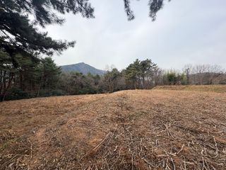 정의진님의 두릅 · 영농일지 작성글 사진