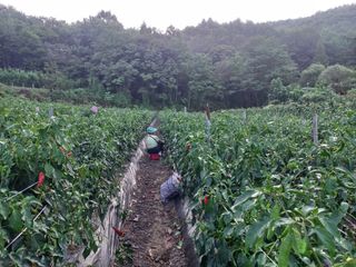 김광숙님의 기타작물 · 영농일지 작성글 사진