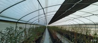 류근택님의 블루베리 · 영농일지 작성글 사진