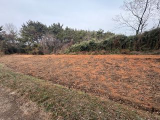 정의진님의 두릅 · 영농일지 작성글 사진