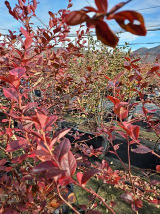 베리딱좋아님의 블루베리 · 영농일지 작성글 사진