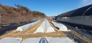 박상중님의 기타작물 · 영농일지 작성글 사진