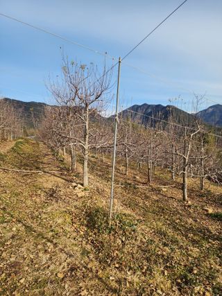 신승덕맛익는사과님의 사과 · 영농일지 작성글 사진