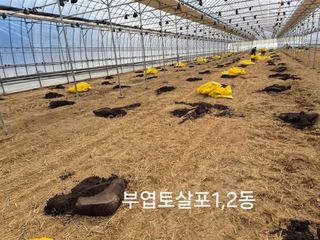 김영숙님의 토마토 · 영농일지 작성글 사진