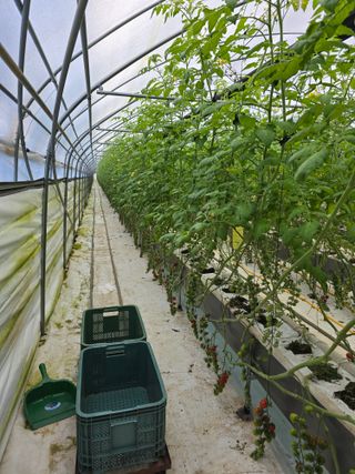 김호진님의 토마토 · 영농일지 작성글 사진