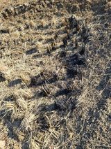 팜모닝 벼·영농일지 게시글 이미지