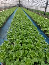 팜모닝 상추·영농일지 게시글 이미지