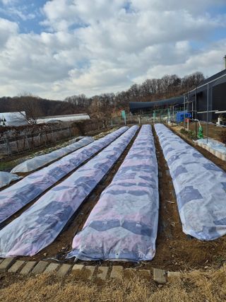 이공우님의 기타작물 · 영농일지 작성글 사진