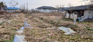 평상심님의 복숭아 · 영농일지 작성글 사진