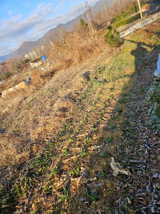 장문업 님의 마늘 · 영농일지 작성글 사진