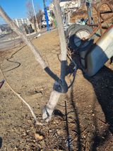 팜모닝 자두·영농일지 게시글 이미지