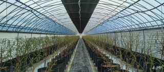 류근택님의 블루베리 · 영농일지 작성글 사진