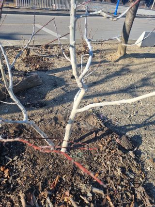 김용대님의 자두 · 영농일지 작성글 사진