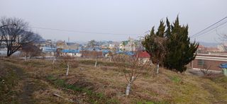 평상심님의 복숭아 · 영농일지 작성글 사진