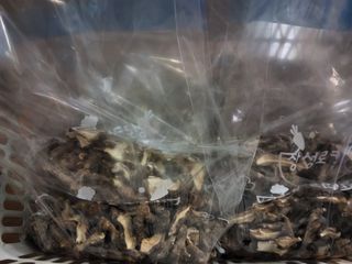 상추님의 기타작물 · 영농일지 작성글 사진