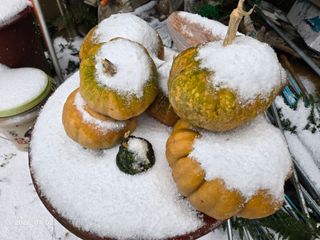 Captain김상곤님의 기타작물 · 영농일지 작성글 사진