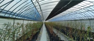 류근택님의 블루베리 · 영농일지 작성글 사진