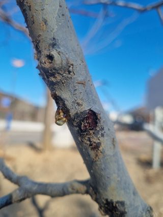 김용대님의 자두 · 영농일지 작성글 사진