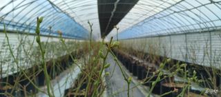 류근택님의 블루베리 · 영농일지 작성글 사진