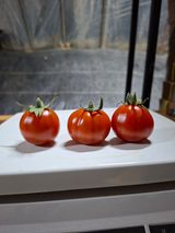 팜모닝 기타작물·영농일지 게시글 이미지