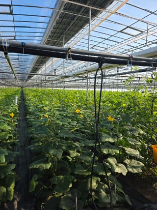 도깨비님의 호박 · 영농일지 작성글 사진