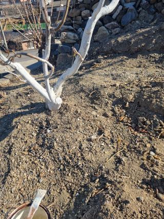 김용대님의 자두 · 영농일지 작성글 사진