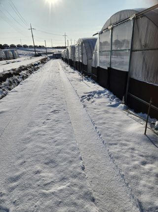 김저팔계님의 파 · 영농일지 작성글 사진