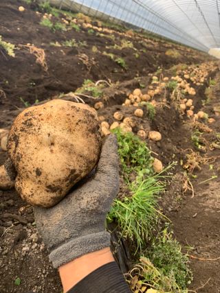 한밭농원님의 감자 · 영농일지 작성글 사진