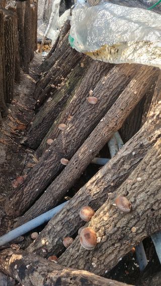 김동명님의 버섯 · 영농일지 작성글 사진