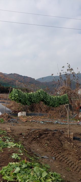 양지뜸갈비박재식님의 기타작물 · 영농일지 작성글 사진
