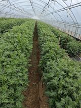 팜모닝 기타작물·영농일지 게시글 이미지