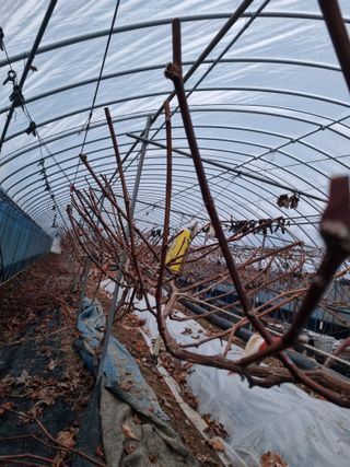 논산푸른팜님의 포도 · 영농일지 작성글 사진