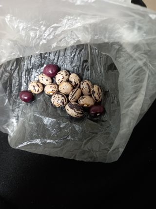 전진욱님의 콩 · 영농일지 작성글 사진