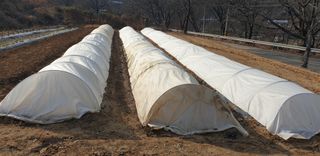 정천복님의 기타작물 · 영농일지 작성글 사진