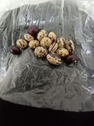 전진욱님의 콩 · 영농일지 작성글 사진