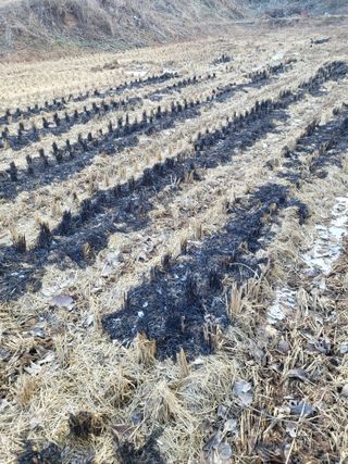 최병우님의 벼 · 영농일지 작성글 사진