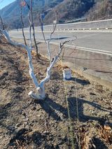 팜모닝 자두·영농일지 게시글 이미지