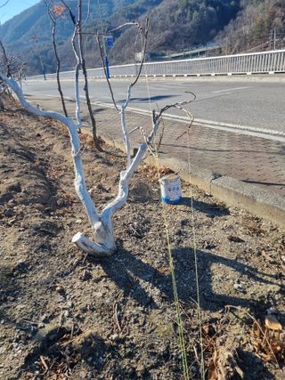 김용대님의 자두 · 영농일지 작성글 사진