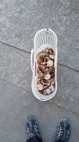 팜모닝 버섯·영농일지 게시글 이미지