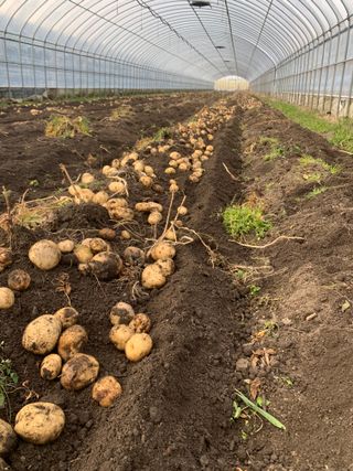 한밭농원님의 감자 · 영농일지 작성글 사진