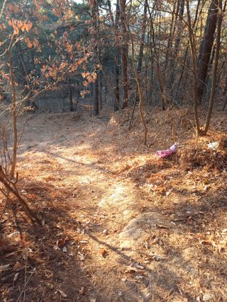 전원수님의 기타작물 · 영농일지 작성글 사진