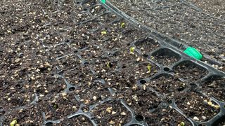 김성진님의 양배추 · 영농일지 작성글 사진