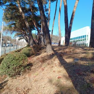 正覺님의 기타작물 · 영농일지 작성글 사진