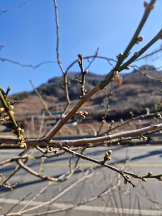 매실향기차향기님의 매실 · 영농일지 작성글 사진