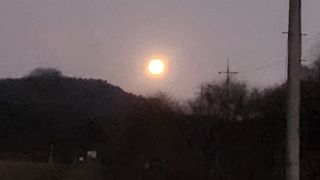 김준한님의 자두 · 영농일지 작성글 사진