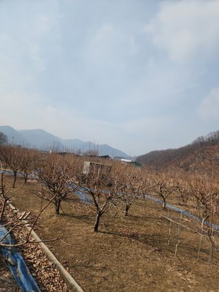 대운농원님의 기타작물 · 영농일지 작성글 사진