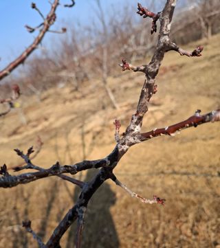 철남 김희곤님의 사과 · 영농일지 작성글 사진