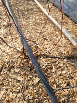 박치문님의 블루베리 · 영농일지 작성글 사진