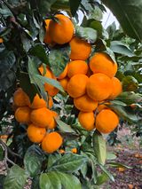 산방자연농원님의 작성글 사진