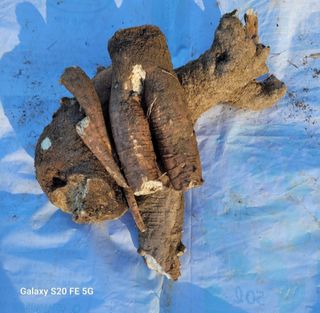 정찬영님의 기타작물 · 영농일지 작성글 사진